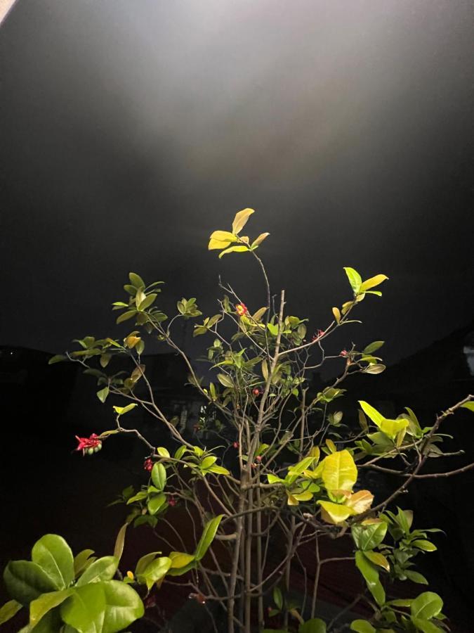 Sunflower Homestay האי פונג מראה חיצוני תמונה