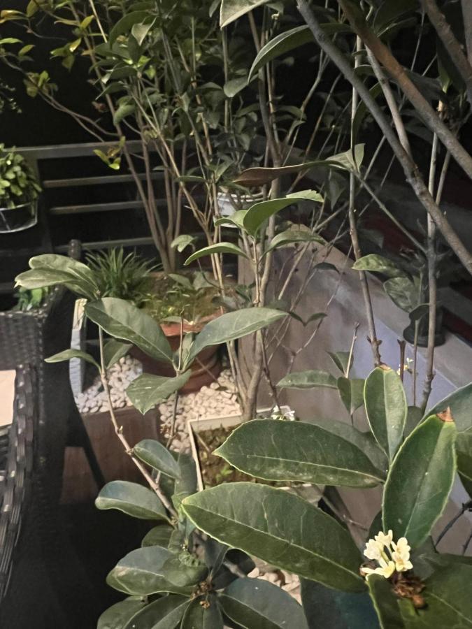 Sunflower Homestay האי פונג מראה חיצוני תמונה